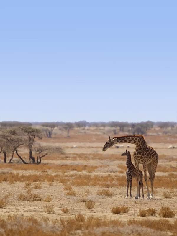Tanzania Classic Safari