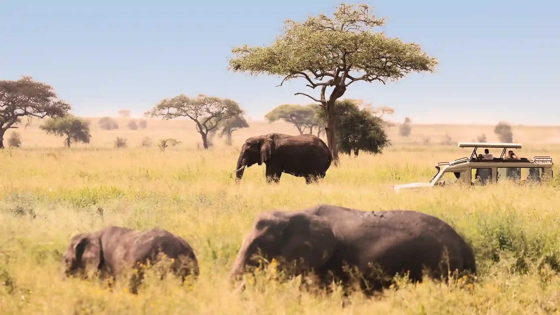 Tanzania Wildlife Conservation