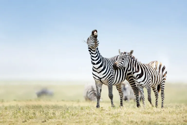 Is A Tanzania Luxury Safari Possible Within $3000?