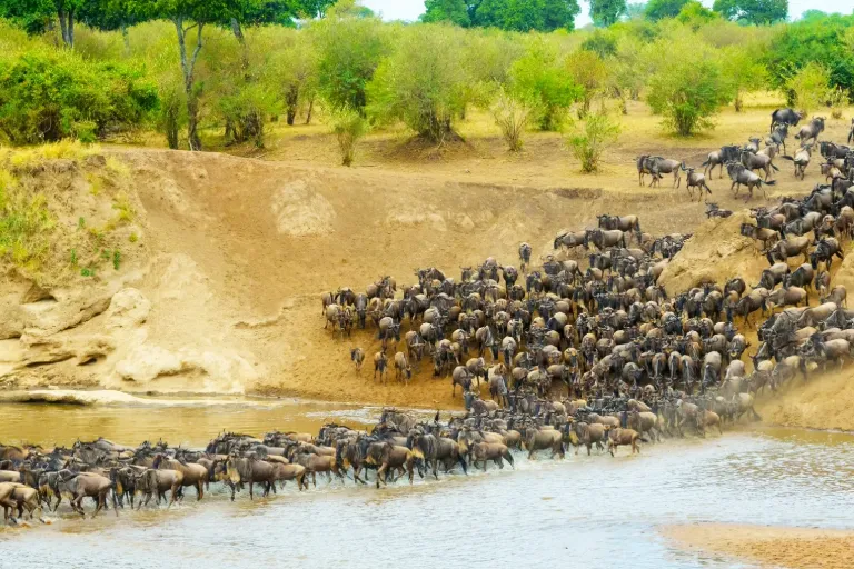 Serengeti Great Wildebeest Migration: Is November the Right Time to See?