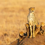 Serengeti Safari