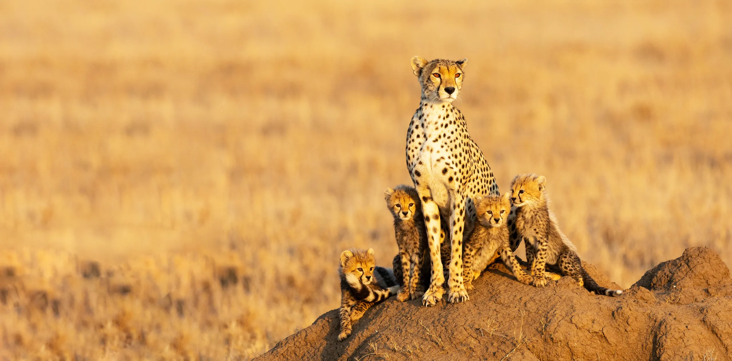 From Masai Mara to Serengeti, One Can Never Get Enough of Africa’s Animal Kingdom!