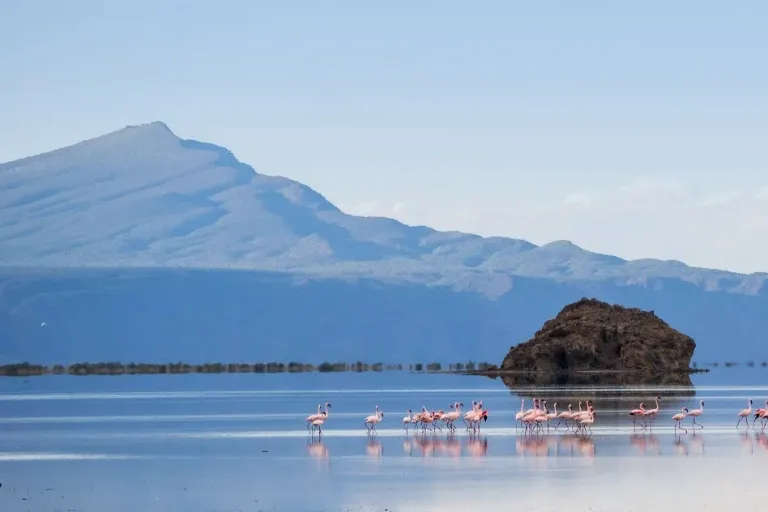 A Paradise for Bird Lovers – Lake Manyara National Park!