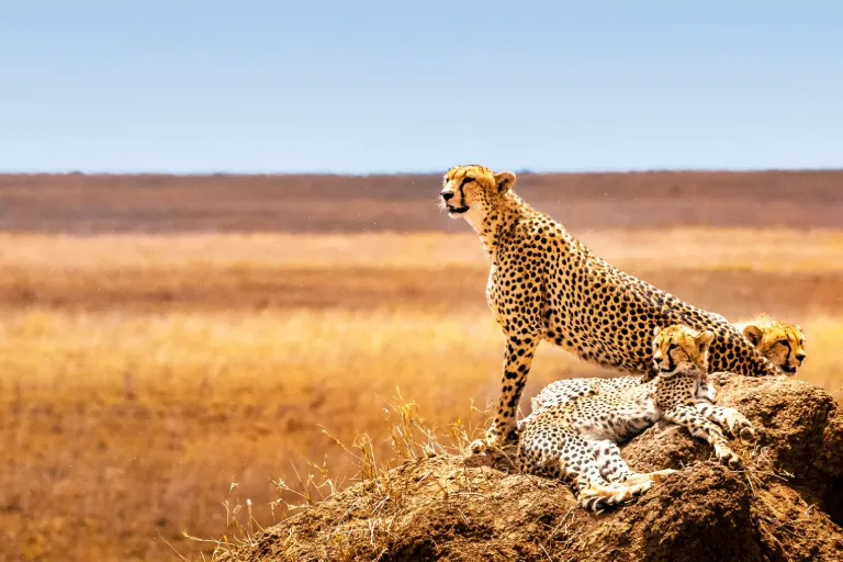 4 Incredible Natural Spectacles to Witness at the Dream Safari Destination- Serengeti