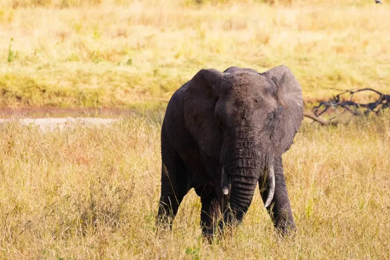 The Ultimate Guide to Tarangire National Park, Tanzania in 2023 -24