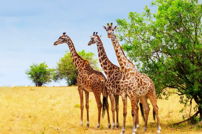 10 Reasons to Visit Tanzania- Much More to Expect from A Safari Destination!