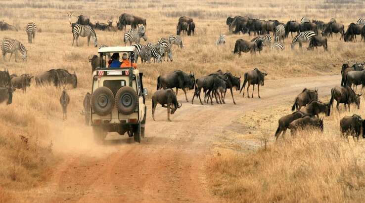 9 Wonderful Tanzania Wildlife To See During Your Safari