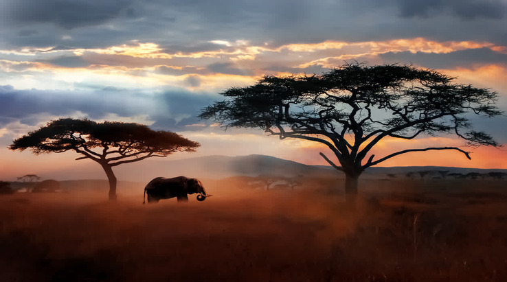 safari guide serengeti