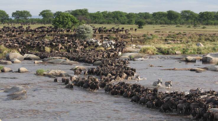 Facts You Never Knew About Serengeti Wildebeest Migration