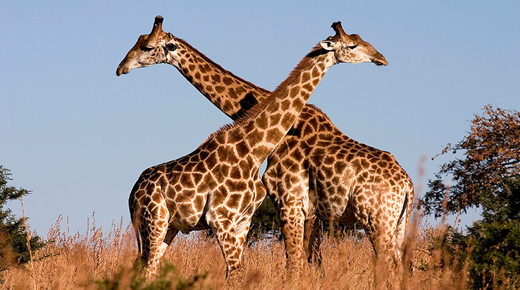 9 Wonderful Tanzania Wildlife To See During Your Safari