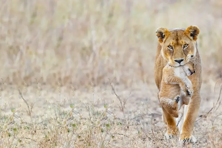 9 Wonderful Wildlife To See During Your Tanzania Safari