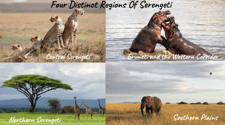 Serengeti Safaris