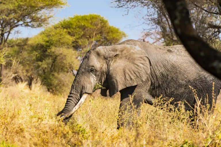Finding The Trees of Life in Tarangire National Park on Your Tanzania Safari Tour!