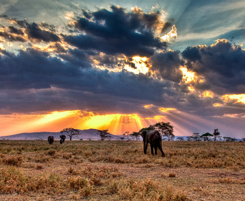 Serengeti Safari