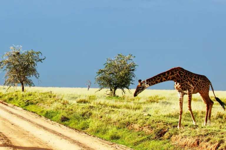 A Tanzania Safari in December – Witness the Wildlife and Adventure!