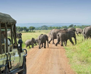 Safaris In Tanzania