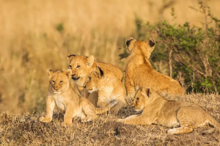 A Week-Long Tanzania Classic Safari – Explore Wildlife in the African Wilderness!