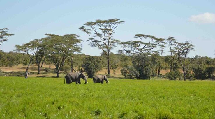 Safari In Tanzania
