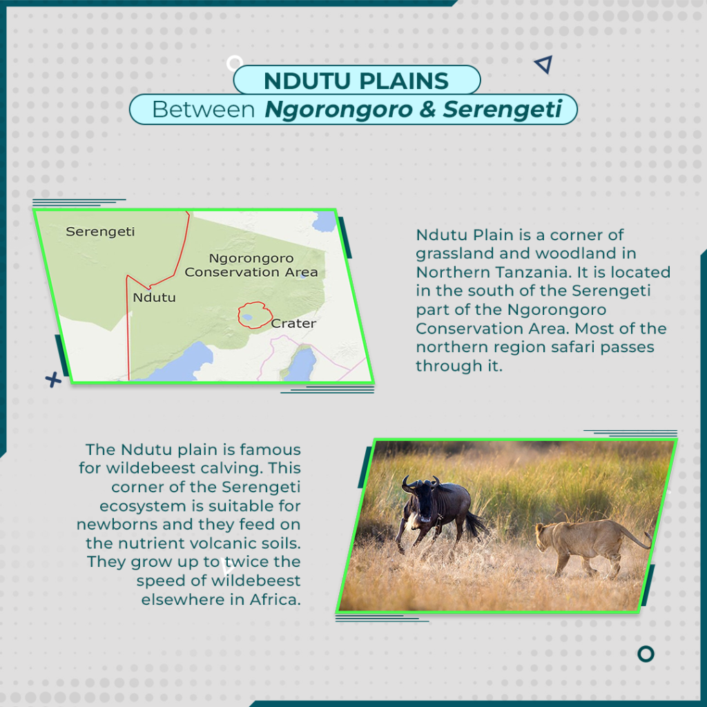 Safari in Ndutu Plains!