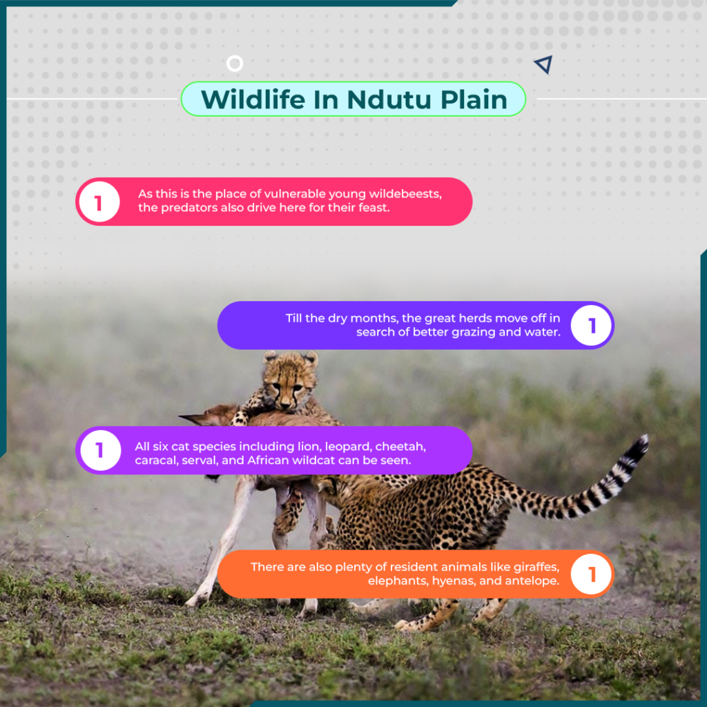 Wildlife in Ndutu Plains!