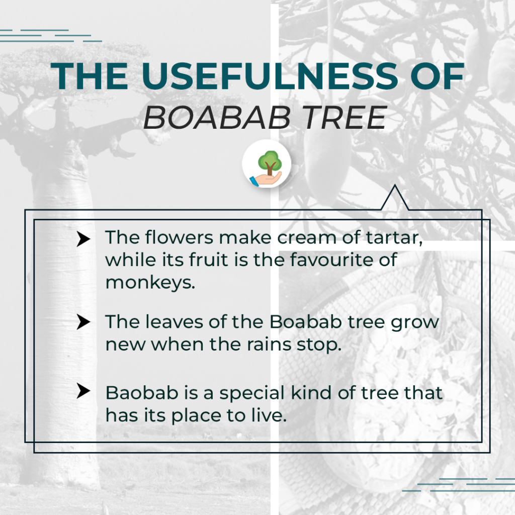 Facts of Boabab Tree