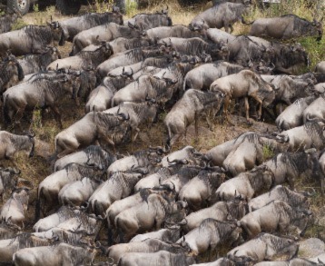 Wildebeest Migration in Serengeti