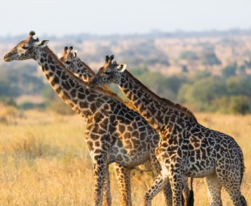 6 Days Tanzania Safari