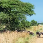 Great Wildebeest Migration