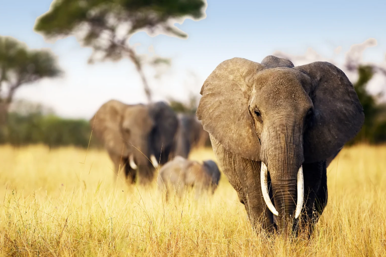 Tanzania Travel Packages