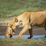 Tanzania Vacation Packages