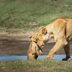 Tanzania Vacation Packages