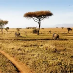 Southern Tanzania Safari