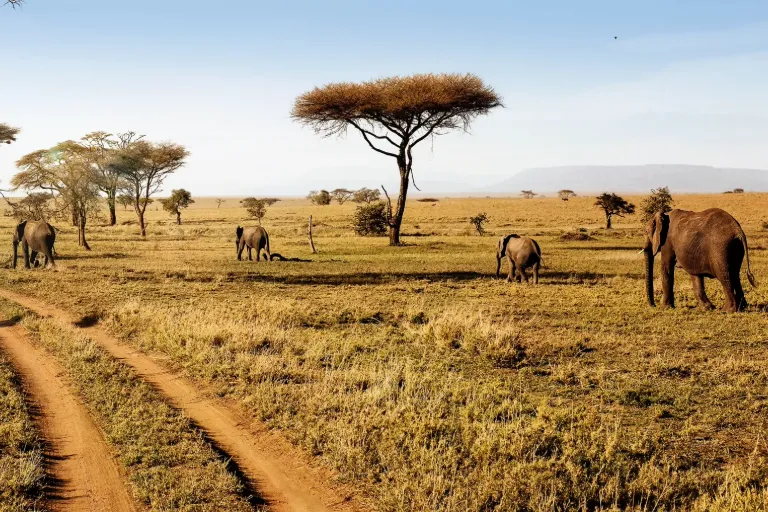 Southern Tanzania Safari