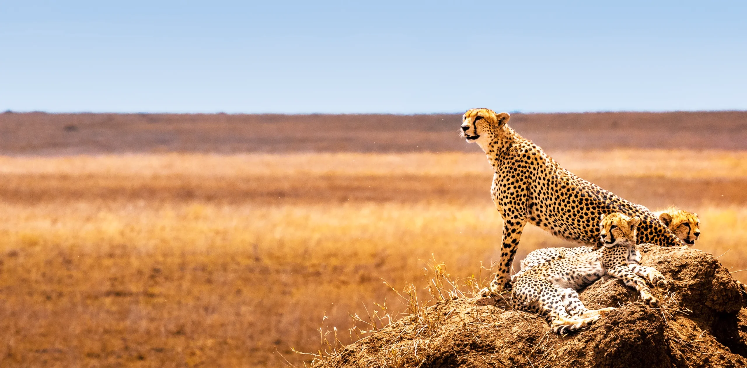 4 Incredible Natural Spectacles to Witness at the Dream Safari Destination- Serengeti