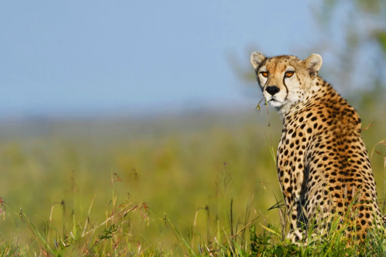 Tanzania Safari Packages