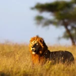 7 Days Big Five Safaris in Tanzania