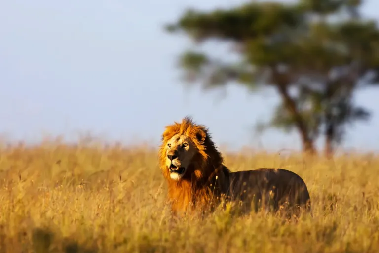 7 Days Big Five Safaris in Tanzania