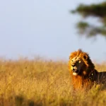 Big Five Safaris