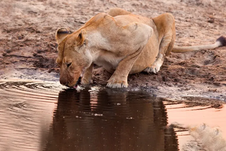 9-Day Western Tanzania Safari