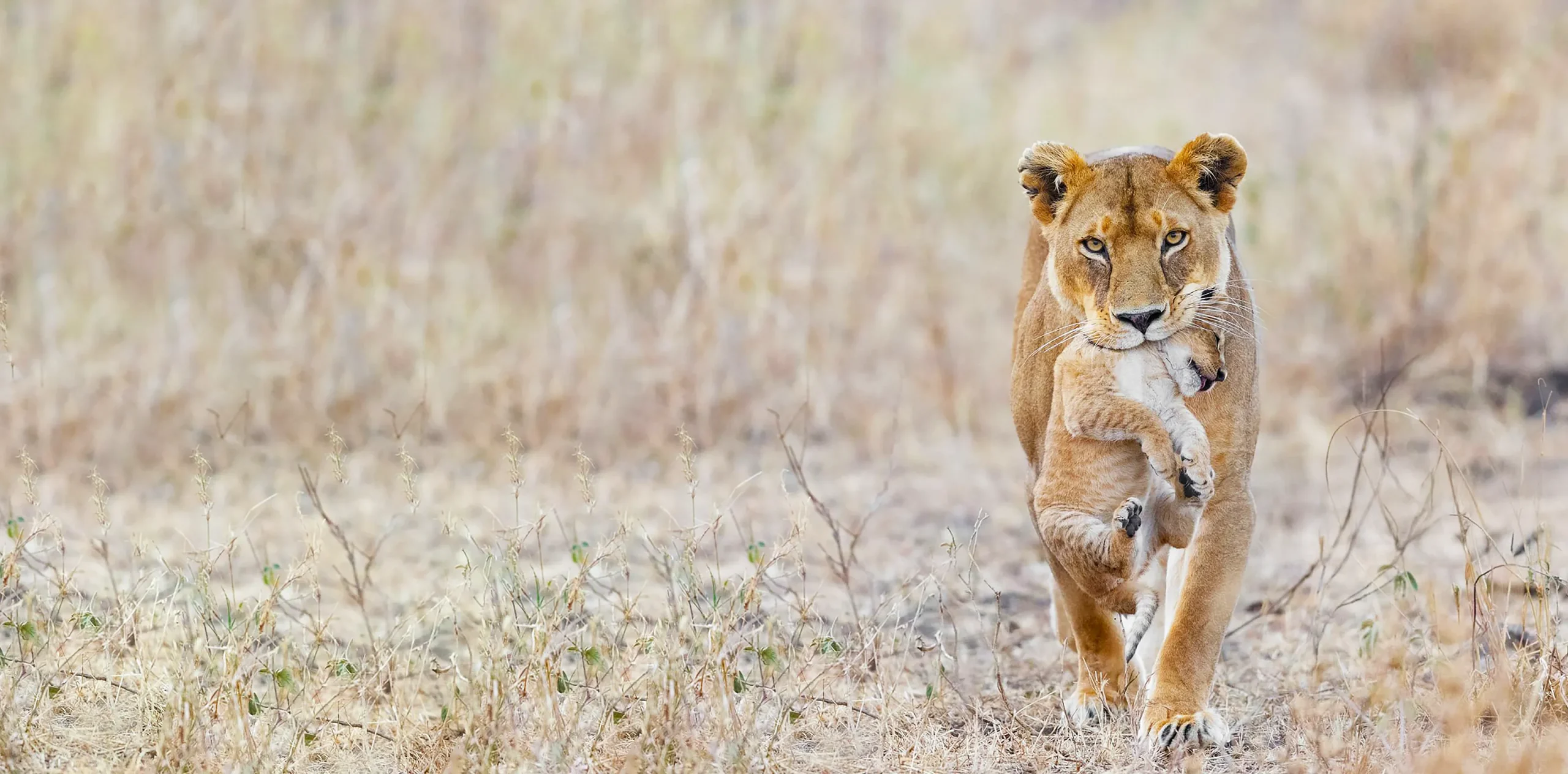 9 Wonderful Wildlife To See During Your Tanzania Safari