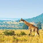 Ngorongoro Wildlife Safari