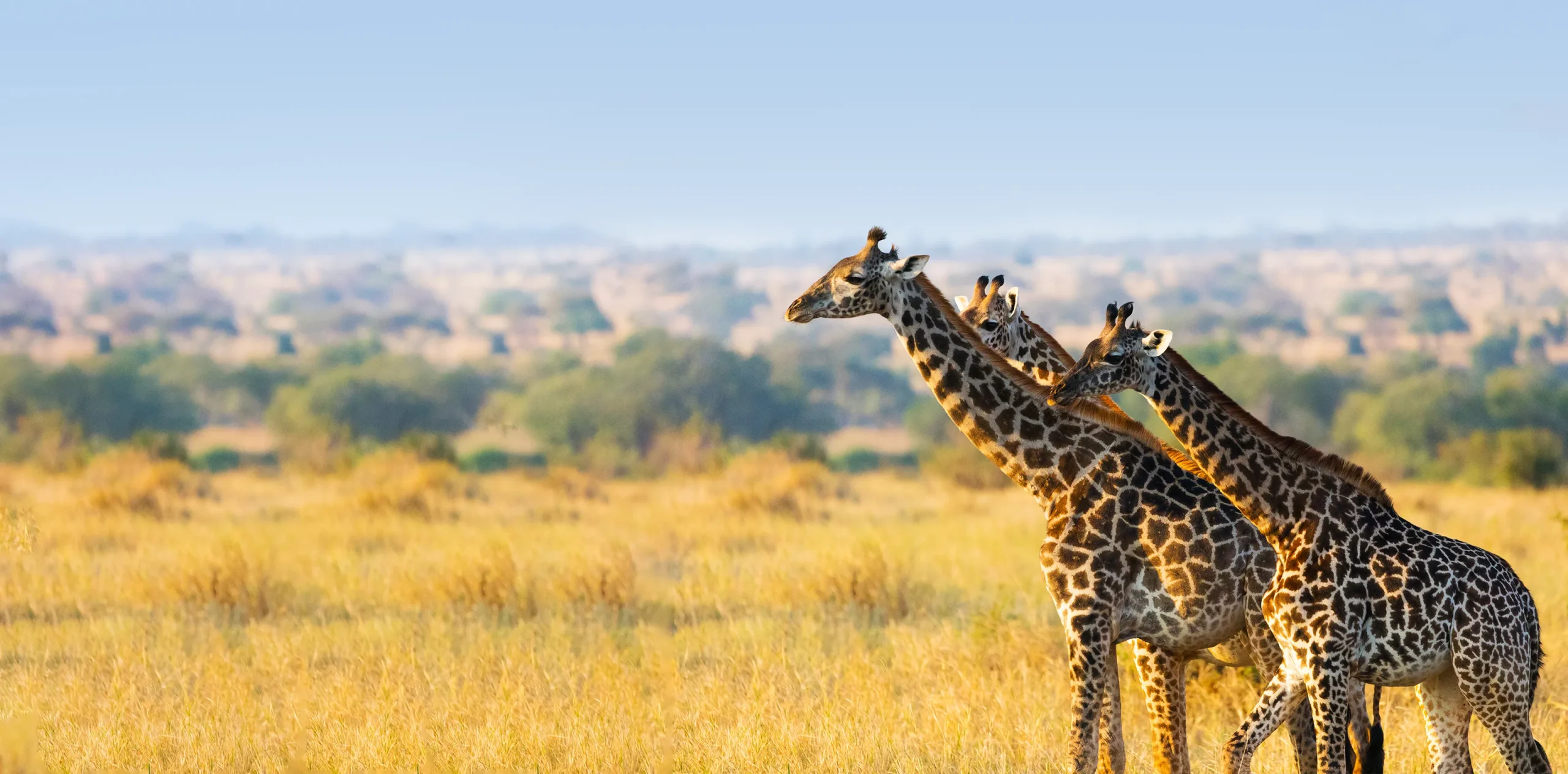 When Is The Best Time To Visit Tarangire National Park?