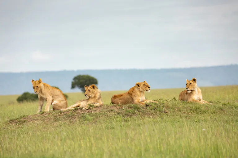 Best Time to Go on A Safari in Tanzania