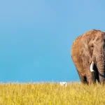 Big Five safaris in Tanzania