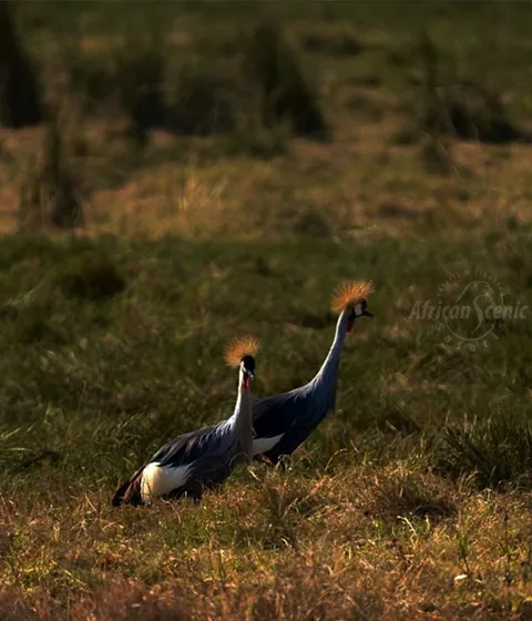 Tanzania Bird Watching