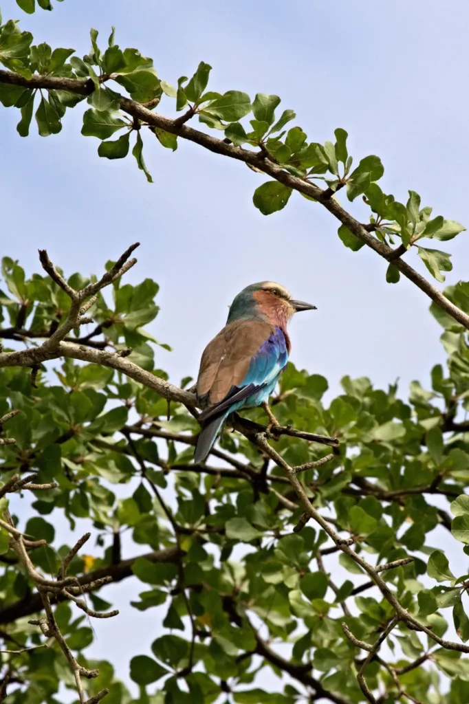 Birding Safari in Tanzania