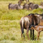 Calving Season Safari