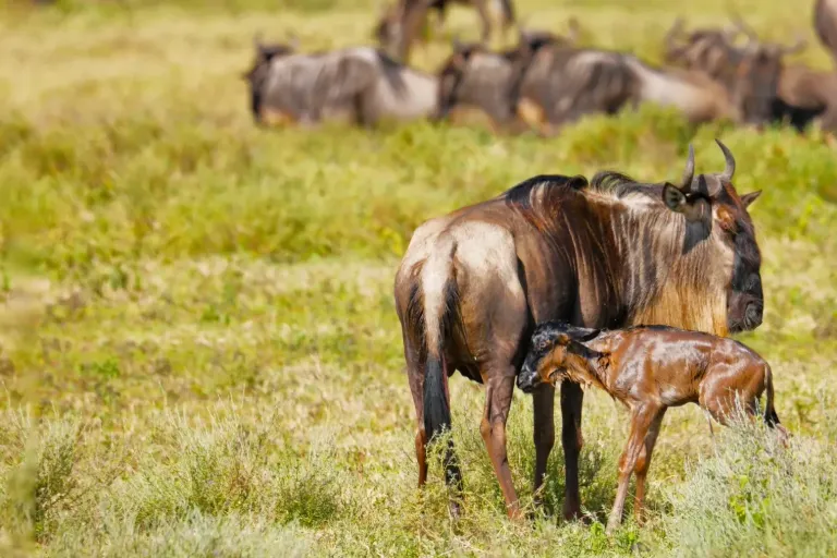 Calving Season – A Special Time During the Great Migration