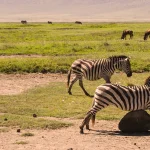 Conservation Efforts In Tanzania