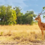 Serengeti Safari